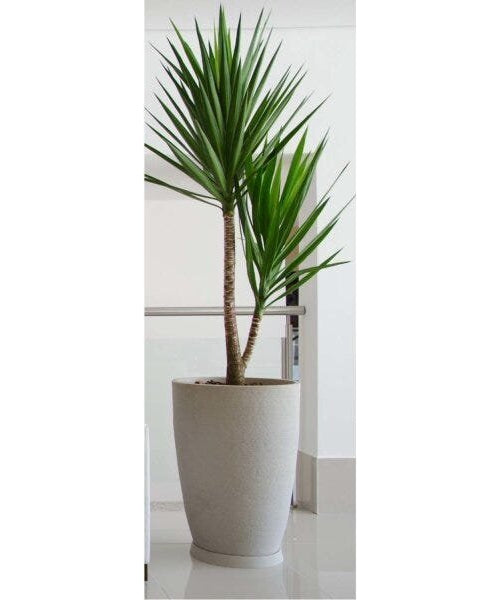 Prato P/ Vaso Redondo 25cm Cimento Japi - Thony Ferragem