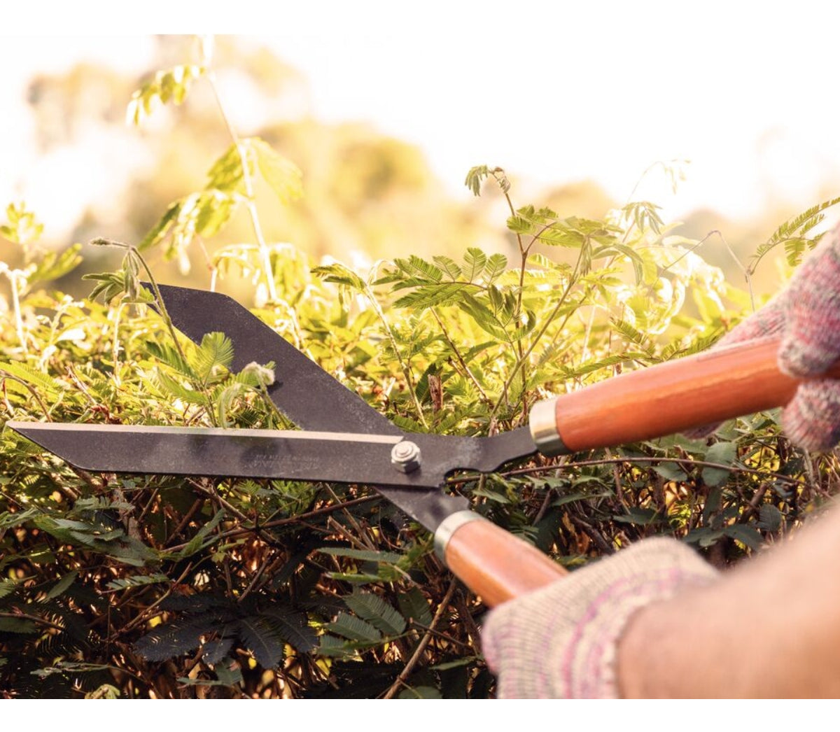 Tesoura P/ grama 12" Paraboni - Thony Ferragem